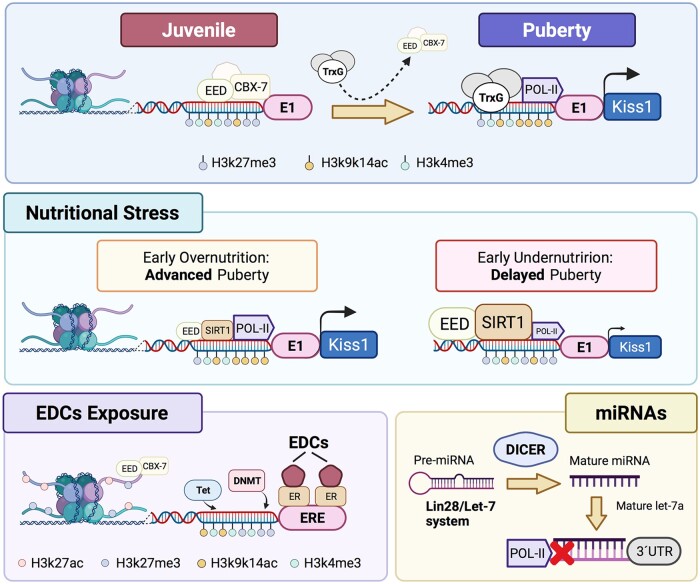 Early programming of reproductive health and fertility: novel neuroendocrine mechanisms and implications in reproductive medicine.