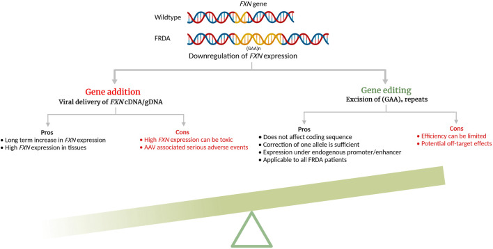 Advantages and Limitations of Gene Therapy and Gene Editing for Friedreich's Ataxia.