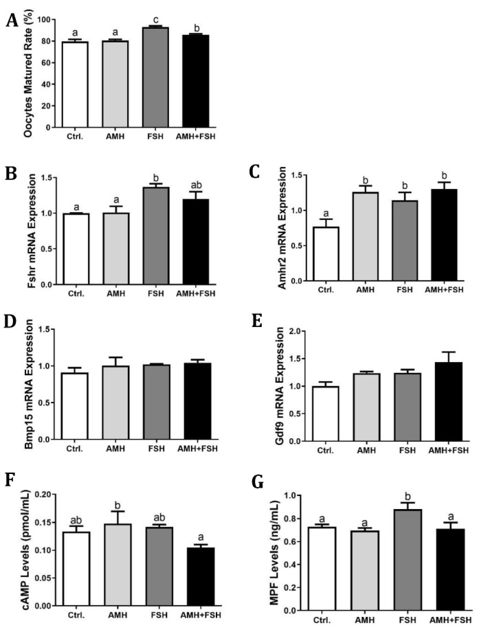 Anti-Müllerian Hormone Inhibits FSH-Induced Cumulus Oocyte Complex In Vitro Maturation and Cumulus Expansion in Mice.