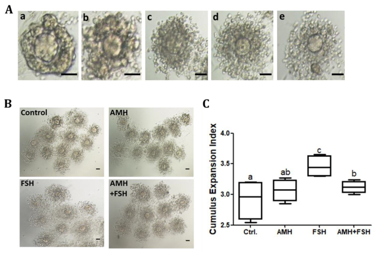Anti-Müllerian Hormone Inhibits FSH-Induced Cumulus Oocyte Complex In Vitro Maturation and Cumulus Expansion in Mice.