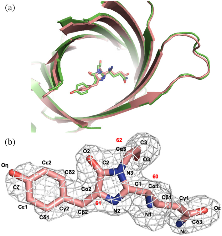 Structure-based analysis and evolution of a monomerized red-colored chromoprotein from the Olindias formosa jellyfish.