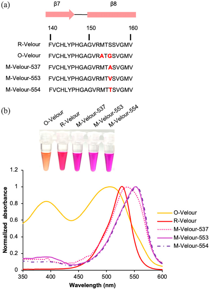 Structure-based analysis and evolution of a monomerized red-colored chromoprotein from the Olindias formosa jellyfish.