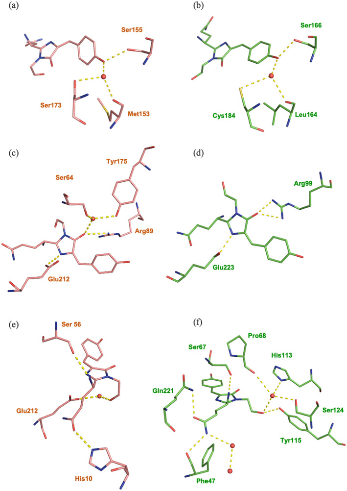 Structure-based analysis and evolution of a monomerized red-colored chromoprotein from the Olindias formosa jellyfish.