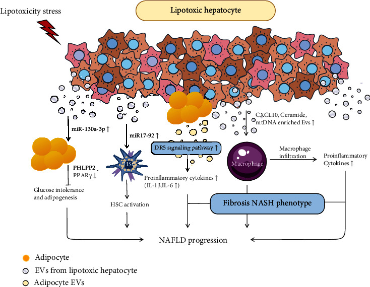 Role of Exosomes in Chronic Liver Disease Development and Their Potential Clinical Applications.