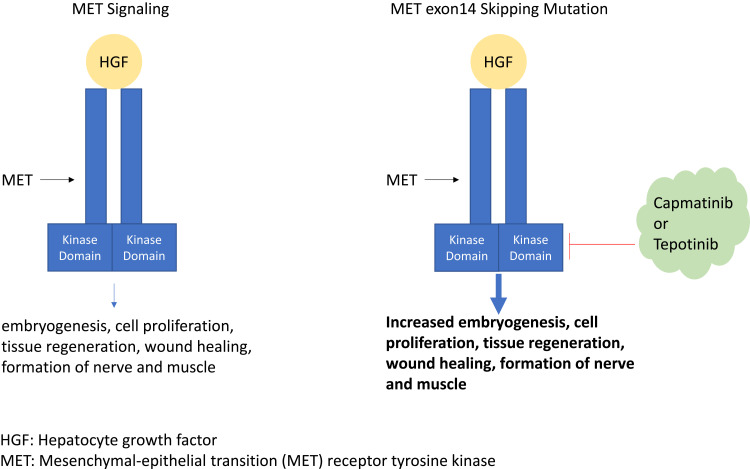Spotlight on Tepotinib and Capmatinib for Non-Small Cell Lung Cancer with MET Exon 14 Skipping Mutation.