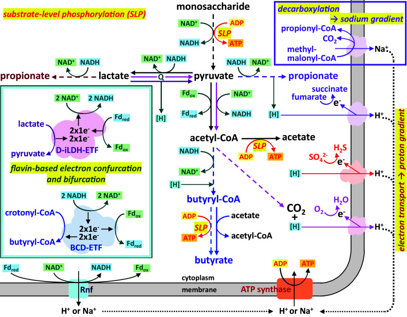 Microbial lactate utilisation and the stability of the gut microbiome.