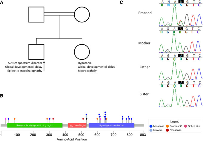 De novo missense mutation in GRIA2 in a patient with global developmental delay, autism spectrum disorder, and epileptic encephalopathy.