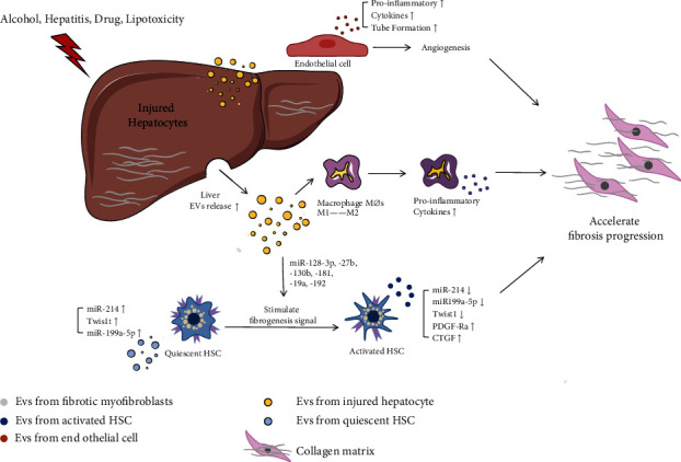 Role of Exosomes in Chronic Liver Disease Development and Their Potential Clinical Applications.