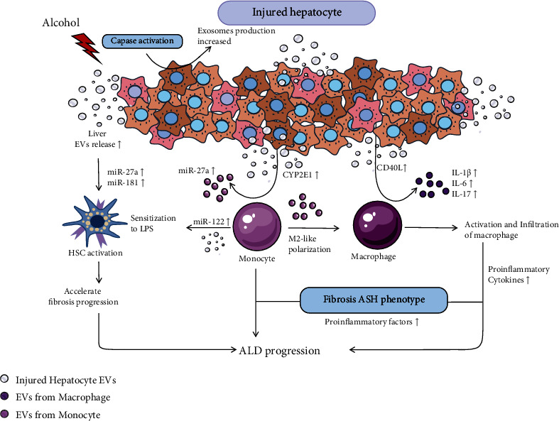 Role of Exosomes in Chronic Liver Disease Development and Their Potential Clinical Applications.