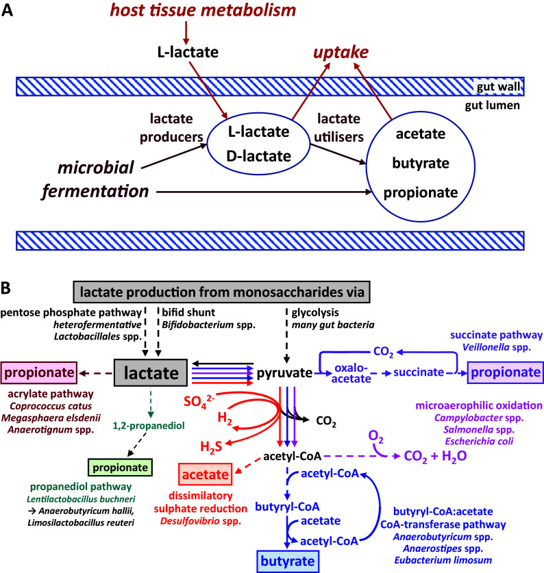 Microbial lactate utilisation and the stability of the gut microbiome.