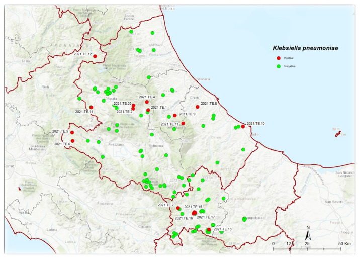 Phenotypic and Genetic Characterization of <i>Klebsiella pneumoniae</i> Isolates from Wild Animals in Central Italy.