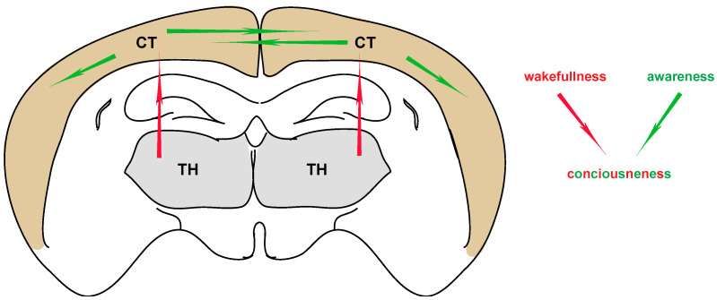 The Consciousness of Pain: A Thalamocortical Perspective.