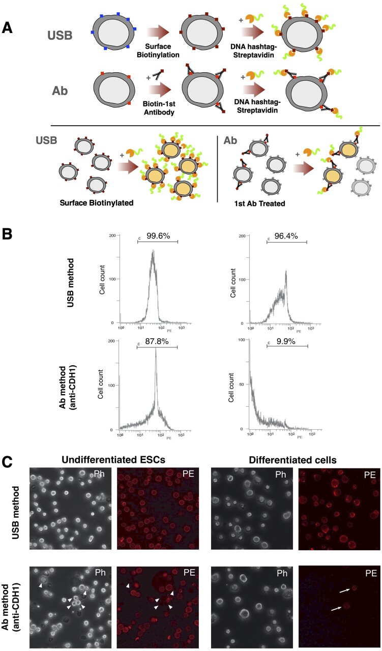 Universal Surface Biotinylation: a simple, versatile and cost-effective sample multiplexing method for single-cell RNA-seq analysis.