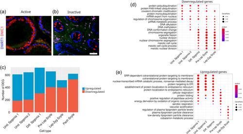 Cell adhesion and immune response, two main functions altered in the transcriptome of seasonally regressed testes of two mammalian species