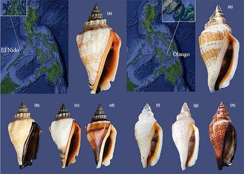 Population structure and morphology of Canarium (Canarium) incisum and Canarium (Canarium) esculentum (Mollusca: Neostromboidae: Strombidae) from the Philippines with preliminary notes on aperture colouration based on DArTseq data