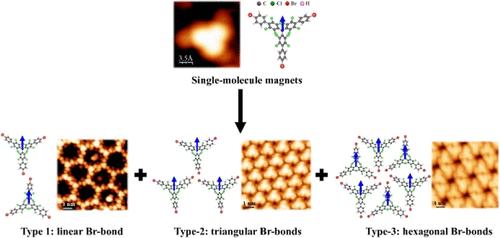 Realizing Two-Dimensional Supramolecular Arrays of a Spin Molecule via Halogen Bonding