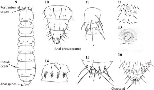 Onychiuridae (Collembola) of Australia: a key to species with notes on their distributions and pest status