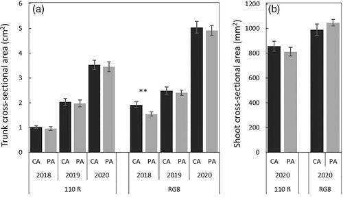 Connection matters: exploring the implications of scion–rootstock alignment in grafted grapevines