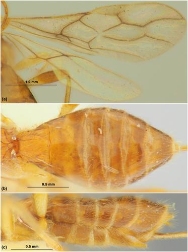 Taxonomic revision of the New Zealand endemic parasitoid genus Rhyssaloides Belokobylskij, 1999 (Hymenoptera: Braconidae)