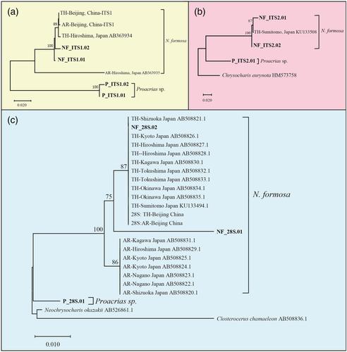 Identification of two leafminer parasitoids (Hymenoptera: Eulophidae), Neochrysocharis formosa and Proacrias sp. from Australia, with both showing thelytoky and infection by Rickettsia