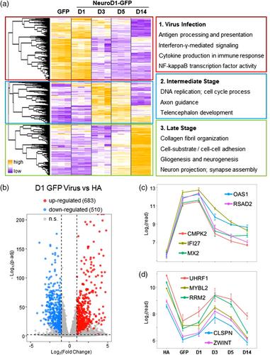 Transcriptomic analyses of NeuroD1-mediated astrocyte-to-neuron conversion