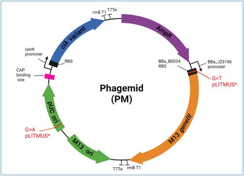 Reducing metabolic burden in the PACEmid evolver system by remastering high-copy phagemid vectors
