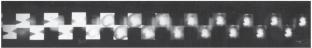 Peculiarities of the Evolution of Electrical Discharge Cavitation in a Magnetic Field