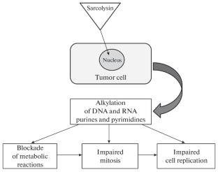 The Effect of Lipid Derivative of the Anti-Tumor Drug Sarcolysin Embedded in Phospholipid Nanoparticles in the Experiments in Vivo