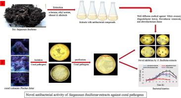 Novel antibacterial activity of Sargassum fusiforme extract against coral white band disease