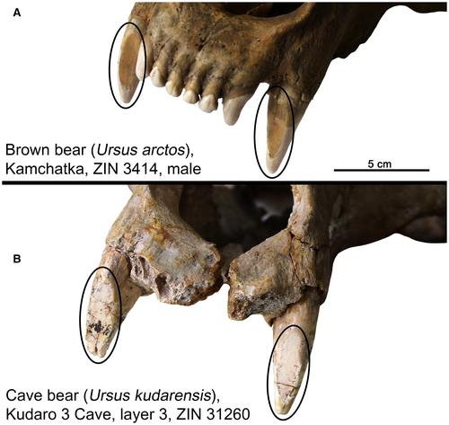 Season-of-death and age-at-death of the easternmost European cave bears: Cementum and dentine increment analysis provides new insight into the cave bear ecology