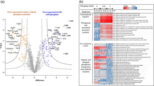 Biochemical mechanism of phosphorus limitation impairing nitrogen fixation in diazotrophic bacterium Klebsiella variicola W12