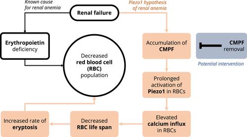 The Piezo1 hypothesis of renal anemia