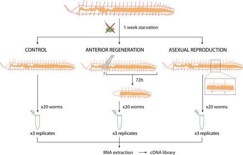 Distinct patterns of gene expression during regeneration and asexual reproduction in the annelid Pristina leidyi