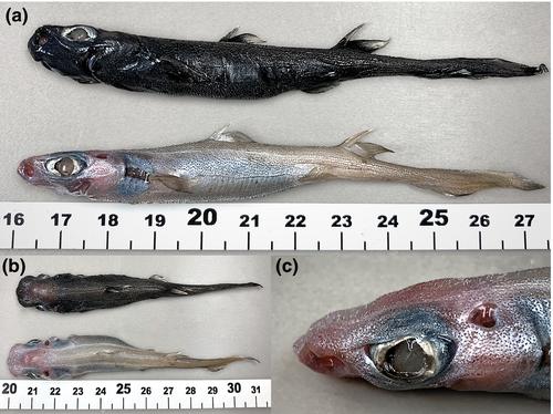 First recorded case of leucism in the velvet belly lantern shark Etmopterus spinax (Squaliformes: Etmopteridae)