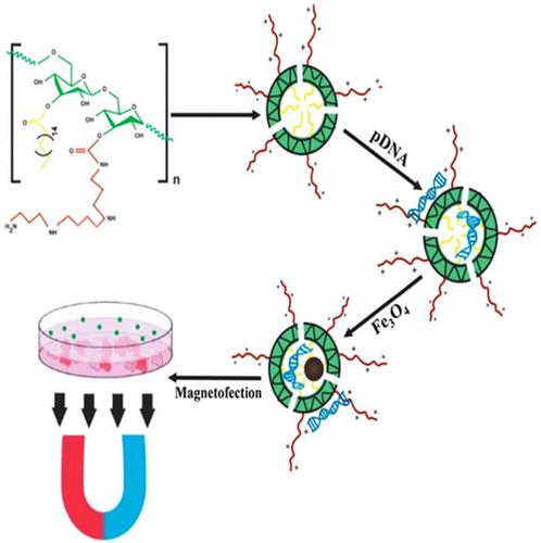 Estimating the two graph dextran–stearic acid–spermine polymers based on iron oxide nanoparticles as carrier for gene delivery