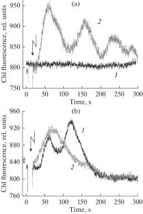 Changes in Chloroplast Fluorescence Related to Excitability and Metabolite Transport by Cytoplasmic Streaming in Chara Cells