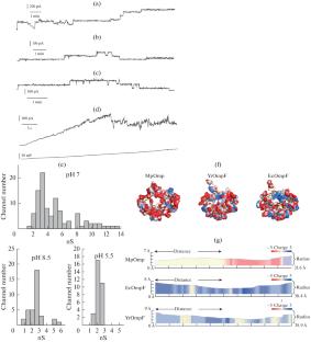 Features of the Structure and Electrophysiological Properties of a Novel Porin from the Marine Bacterium Marinomonas primoryensis