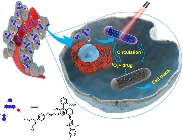 Enhancing the Release Efficiency of a Molecular Chemotherapeutic Prodrug by Photodynamic Therapy