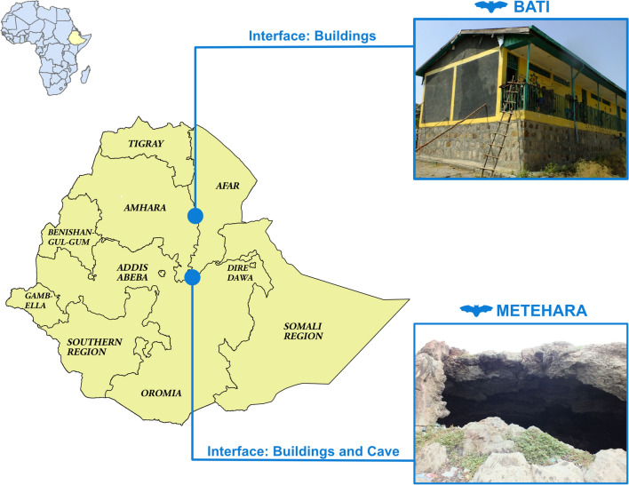 Coronavirus and Paramyxovirus Shedding by Bats in a Cave and Buildings in Ethiopia.