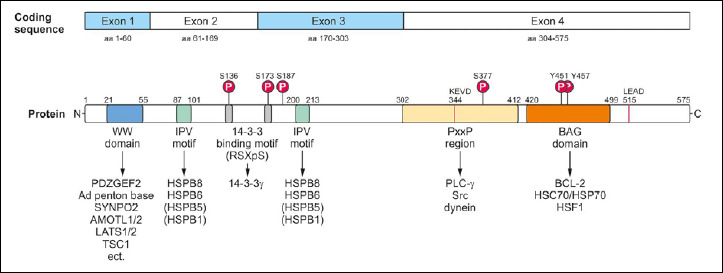 The role of BAG3 in dilated cardiomyopathy and its association with Charcot-Marie-Tooth disease type 2.