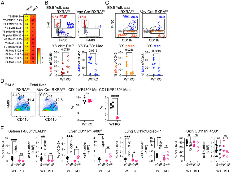 RXRα Regulates the Development of Resident Tissue Macrophages.