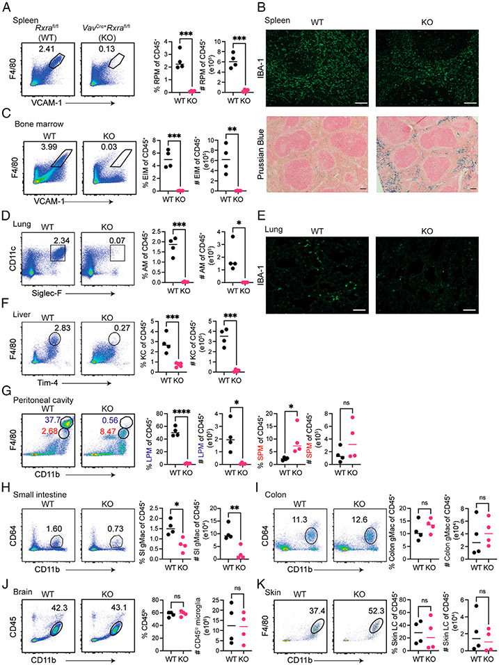 RXRα Regulates the Development of Resident Tissue Macrophages.