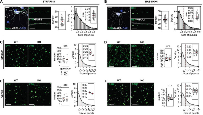 SHANK3 Antibody Validation: Differential Performance in Western Blotting, Immunocyto- and Immunohistochemistry.