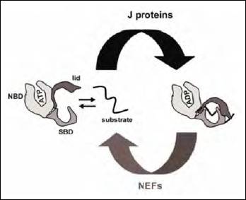 The role of BAG3 in dilated cardiomyopathy and its association with Charcot-Marie-Tooth disease type 2.