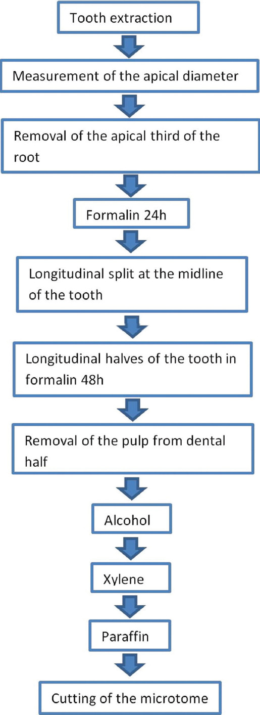 Comparison of the vitality tests used in the dental clinical practice and histological analysis of the dental pulp.