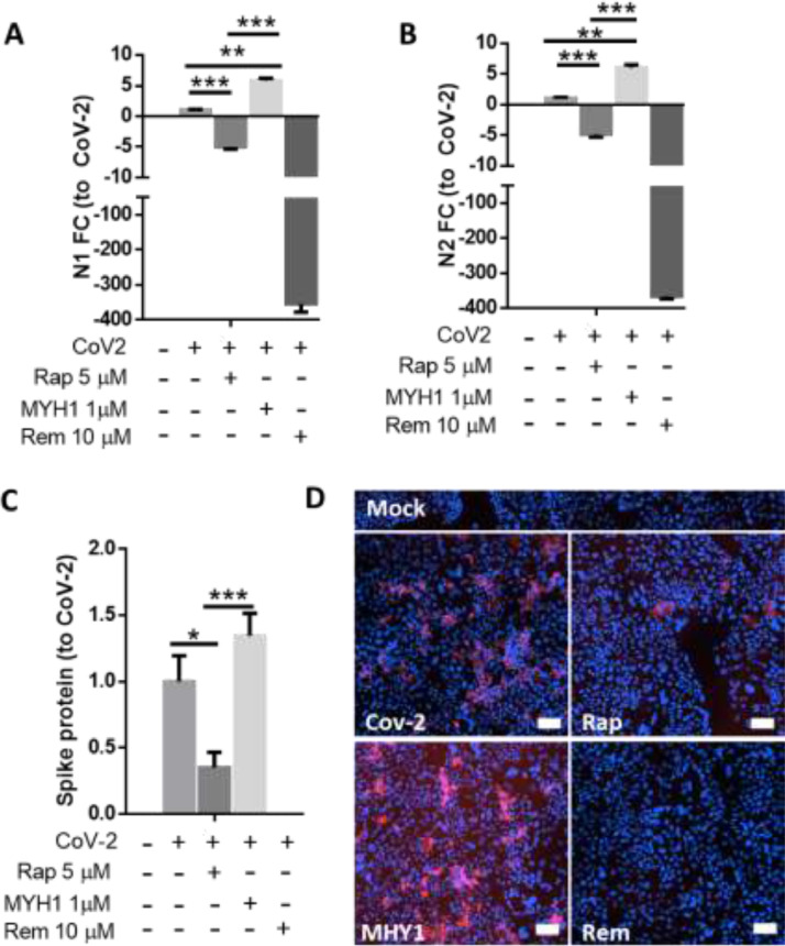 Engineered extracellular vesicles antagonize SARS-CoV-2 infection by inhibiting mTOR signaling