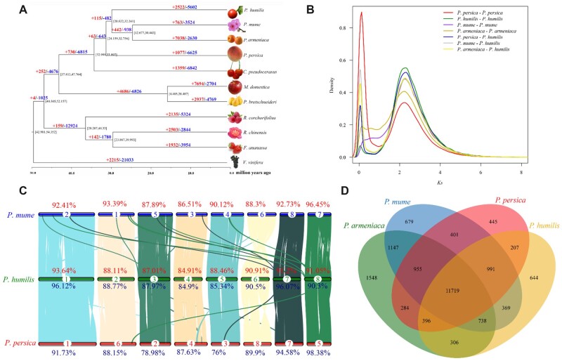 The genome of Prunus humilis provides new insights to drought adaption and population diversity.