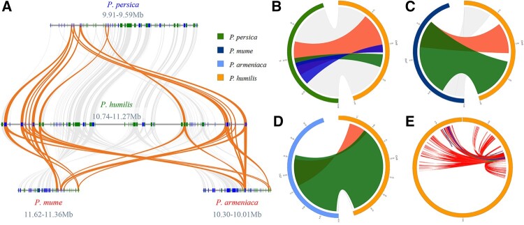 The genome of Prunus humilis provides new insights to drought adaption and population diversity.