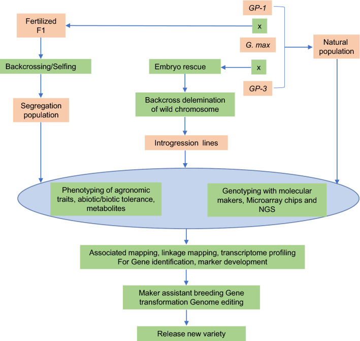 Expanding the gene pool for soybean improvement with its wild relatives