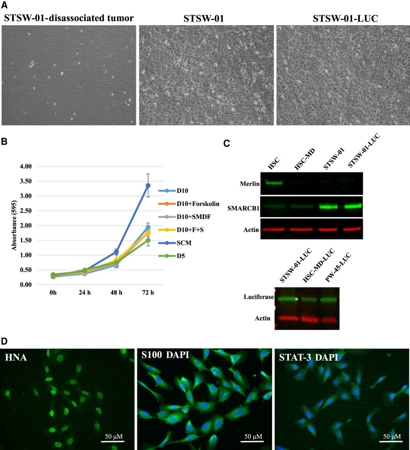 WP1066 induces cell death in a schwannomatosis patient-derived schwannoma cell line.